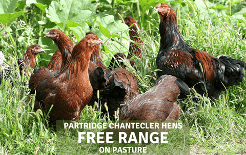 Free Range Chicken Eggs - limited quantities