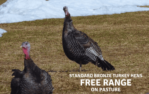 Free Range Turkey Eggs - limited quantities