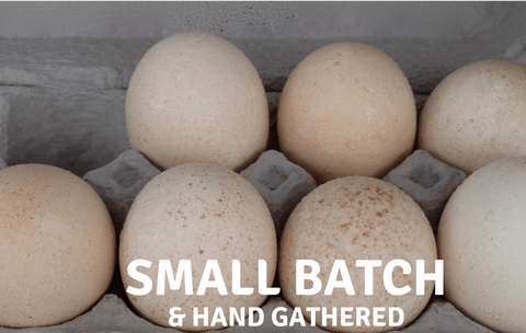 Free Range Turkey Eggs - limited quantities