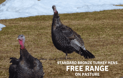 Free Range Turkey Eggs - limited quantities